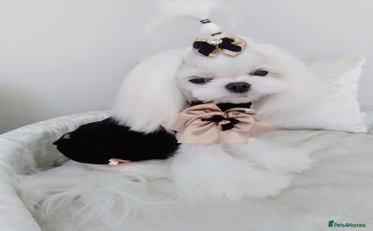 Maltese dogs - Advert 5