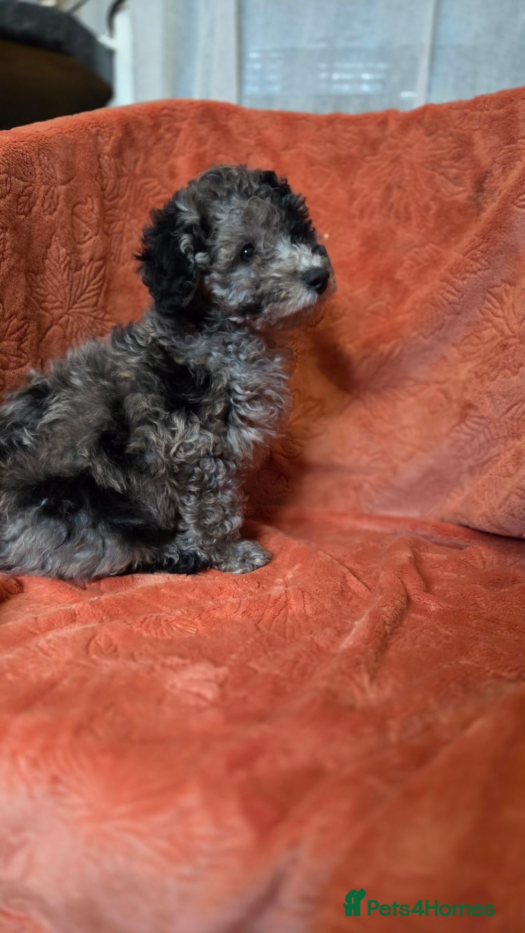 Toy Poodle dogs Toy poodle puppys - Advert 1