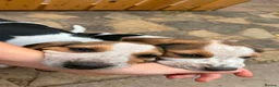 Beagle dogs for sale: 🐶Beagle Puppies 2 Girls for Sale🐶 - Advert 3