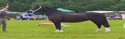 Welsh Section D horses for sale: Beautiful Homebred Welsh Cob Section D Mare - Advert 2