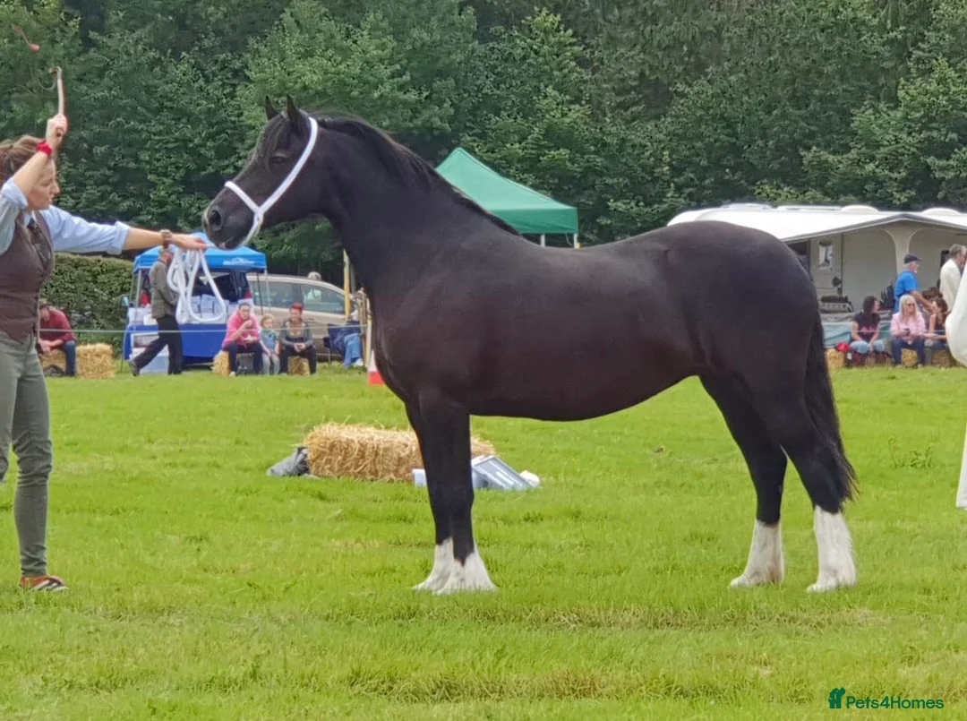 Welsh Section D horses for sale: Beautiful Homebred Welsh Cob Section D Mare - Advert 2