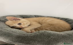 British Shorthair cats for sale: Male British Shorthair Kitten - Image 2