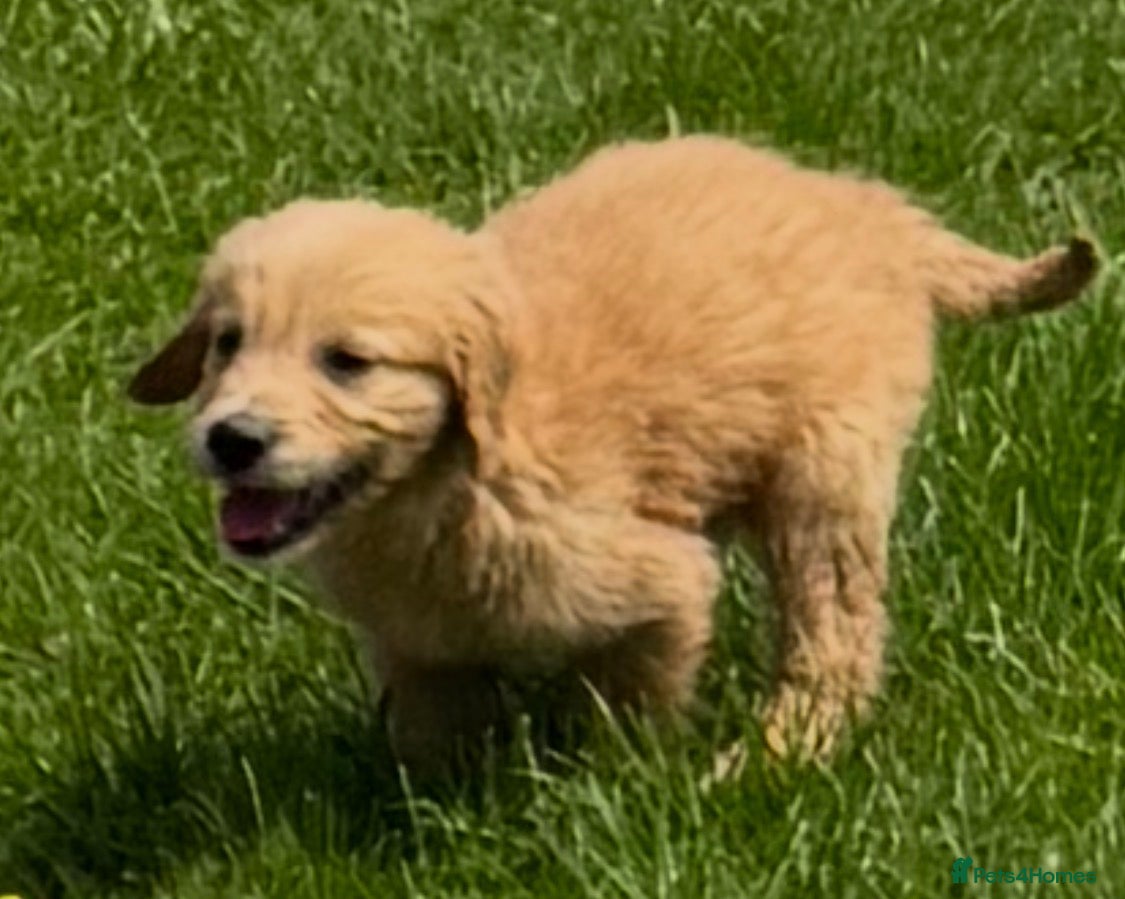 Mini Goldendoodle dogs   Like owning a miniature fluffy Golden Retriever - Advert 2