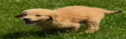 Mini Goldendoodle dogs for sale:   Like owning a miniature fluffy Golden Retriever - Advert 12