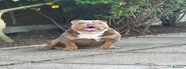 Milo