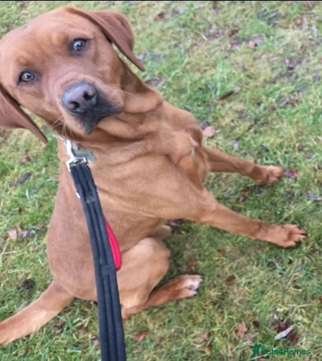 Labrador Retriever dogs for sale: Fox Red labrador  - Advert 1