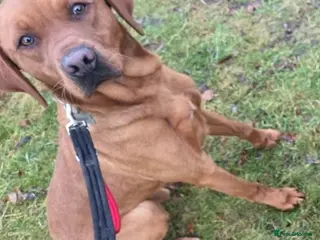 Labrador Retriever dogs Fox Red labrador - Advert 17