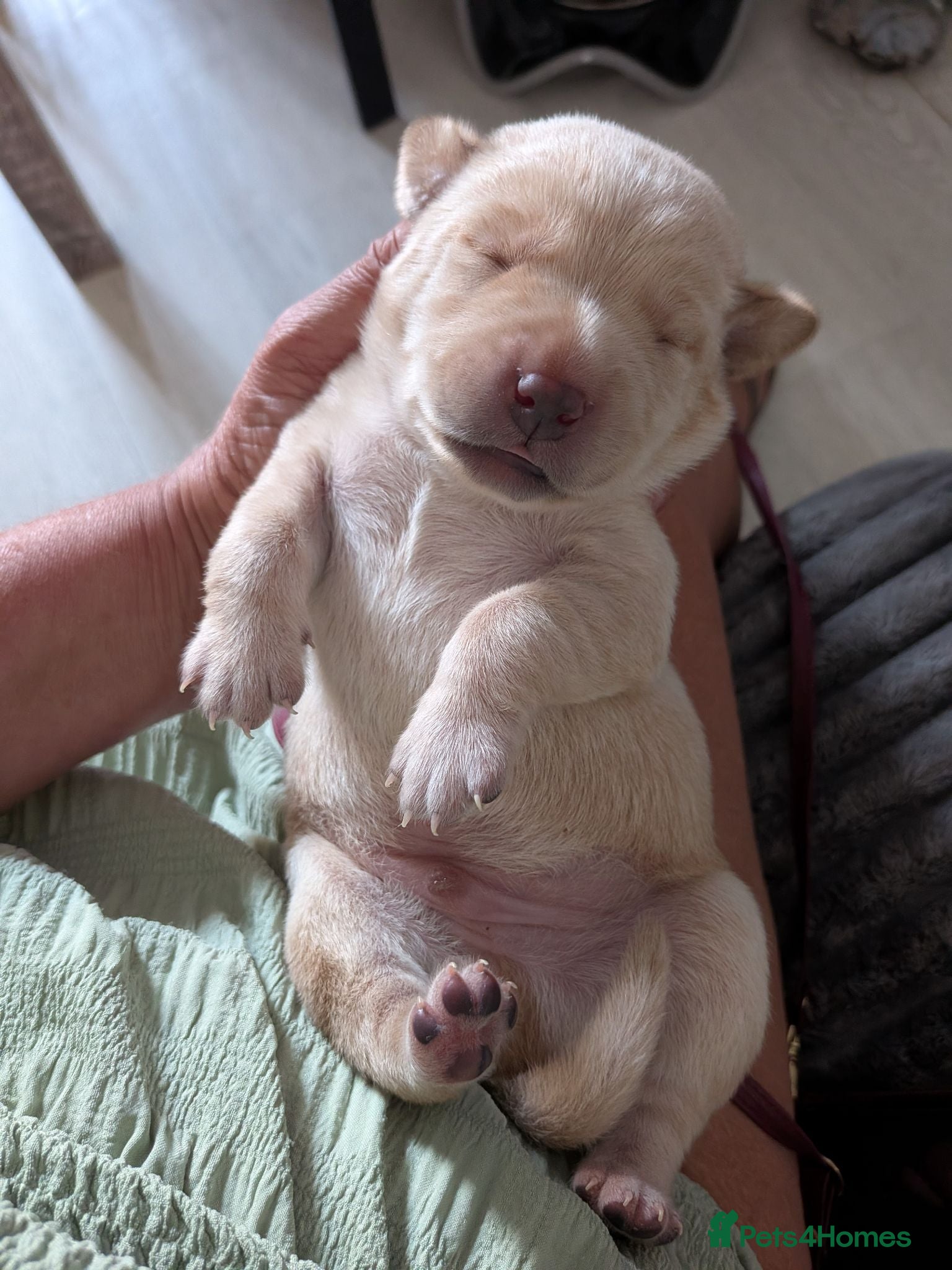 Labrador Retriever dogs Stunning Labrador pups - Advert 9