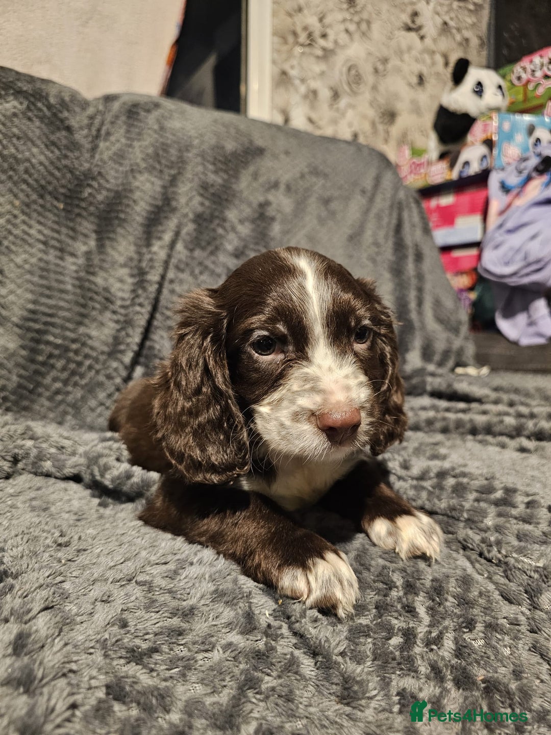 Cocker Spaniel dogs for sale: Cocker spaniels puppy's  - Advert 20