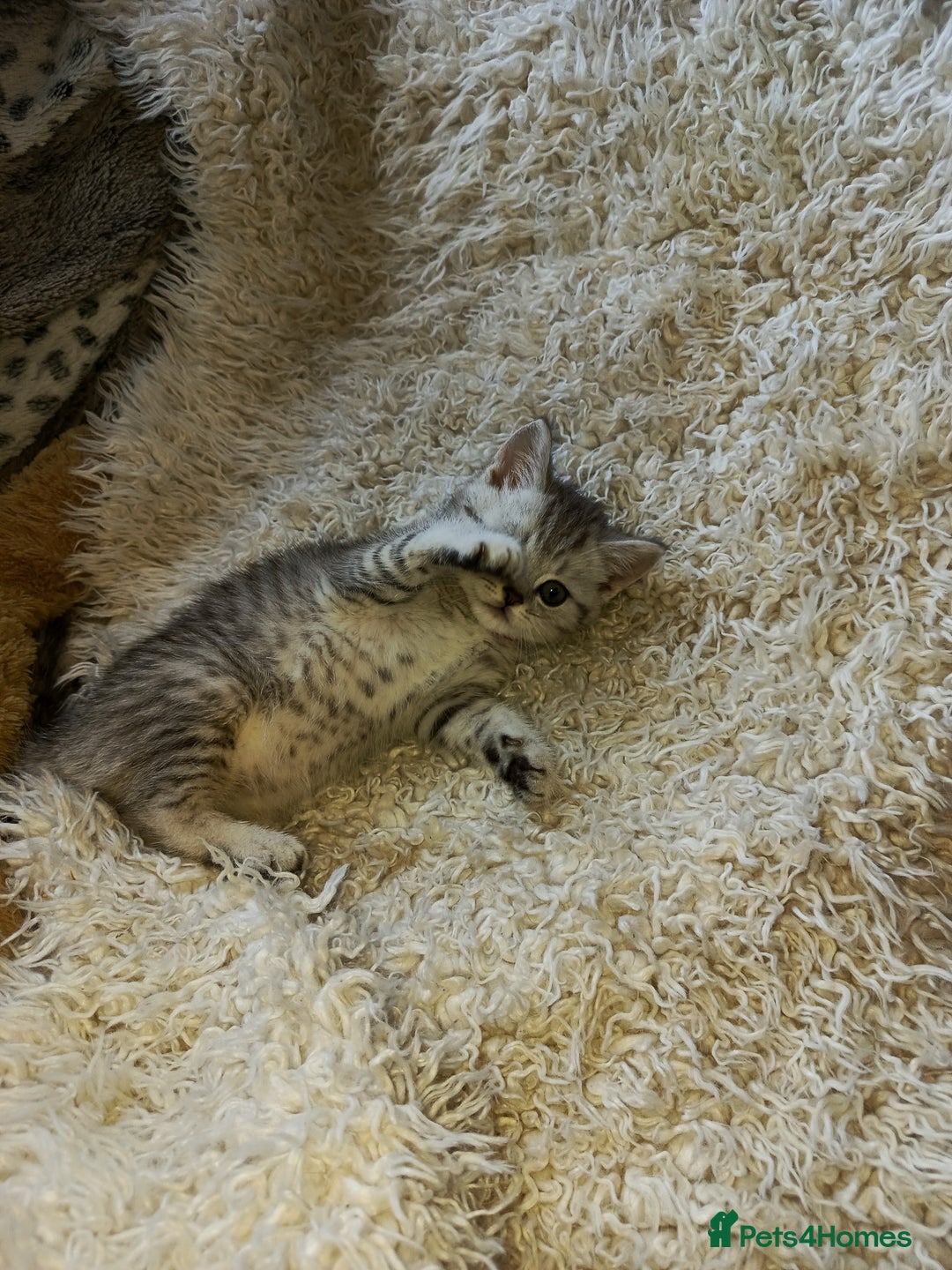 British Shorthair cats for sale: PUre tabby British short hair kittens - Image 7