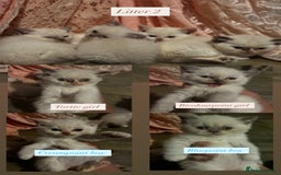 British Shorthair cats for sale: Colourpoint/tortie British shorthair kittens  - Advert 7