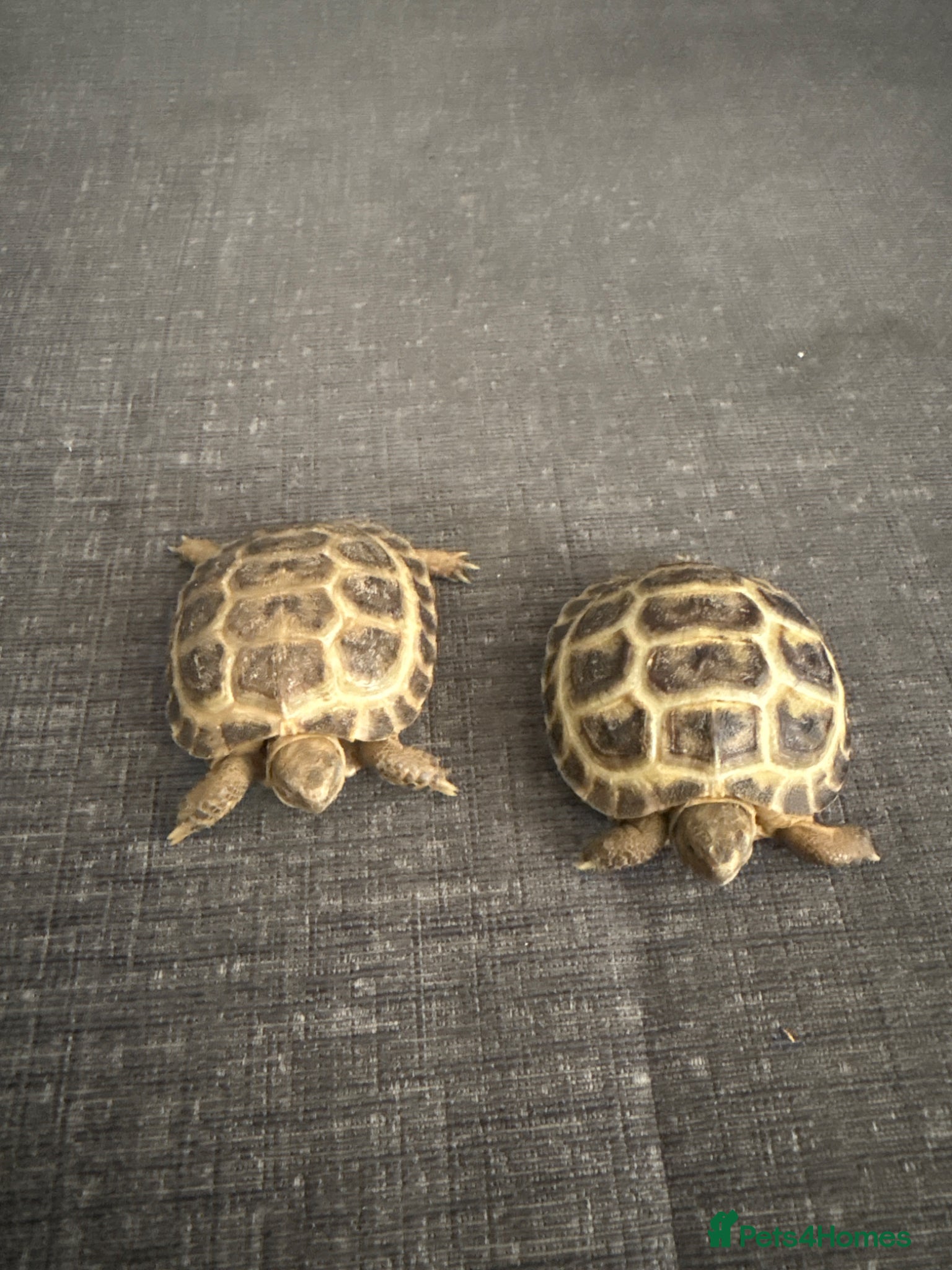 Tortoise reptiles 2 horsefield tortoises  - Advert 1