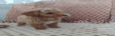 Miniature poodle 4