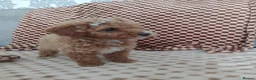 Mixed Breed dogs for sale: 🐕🌹 5 beautiful girls, miniature poodle 🌹🐕 in Barnsley - Advert 26