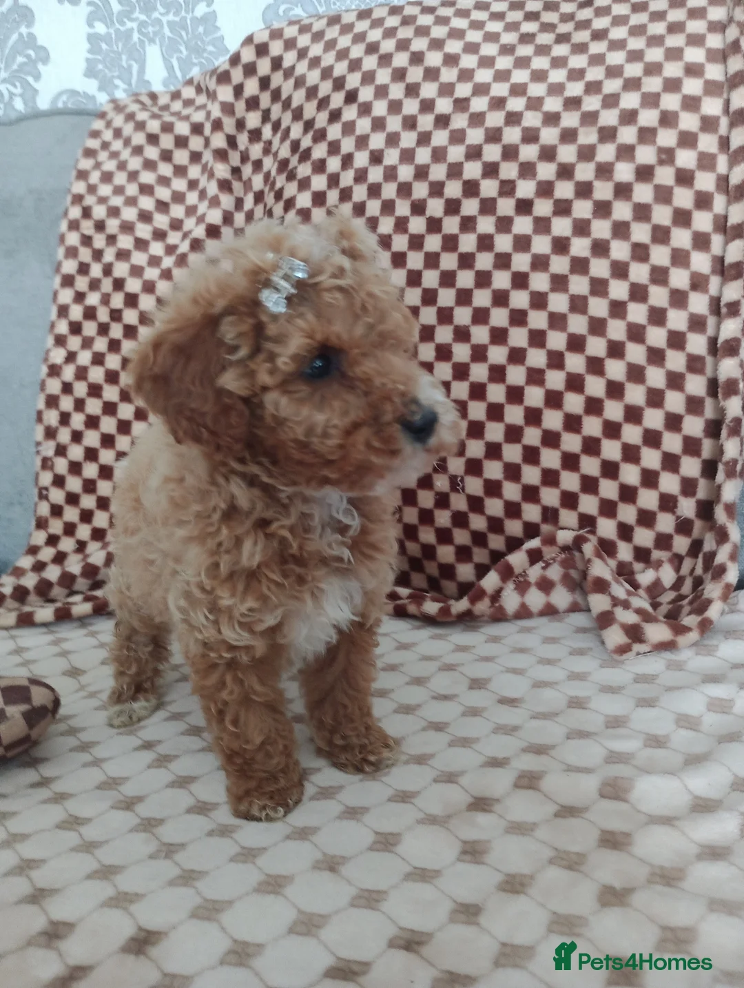 Mixed Breed dogs for sale: 🐕🌹 4 beautiful miniature poodle .🌹🐕 - Advert 35