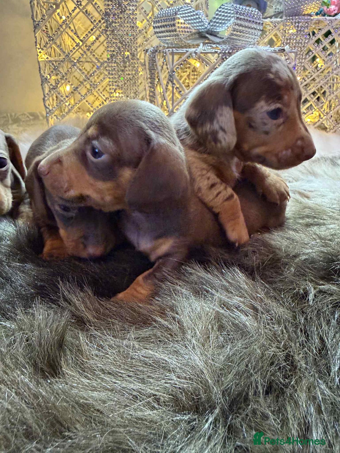 Miniature Dachshund dogs for sale: Miniature Daschunds Pra Clear  - Advert 7