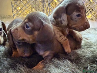 Miniature Dachshund dogs Miniature Daschunds Pra Clear - Advert 16