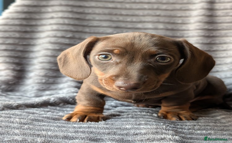 Miniature Dachshund dogs Genuine Miniature Dachshund Puppies -only two left - Advert 15