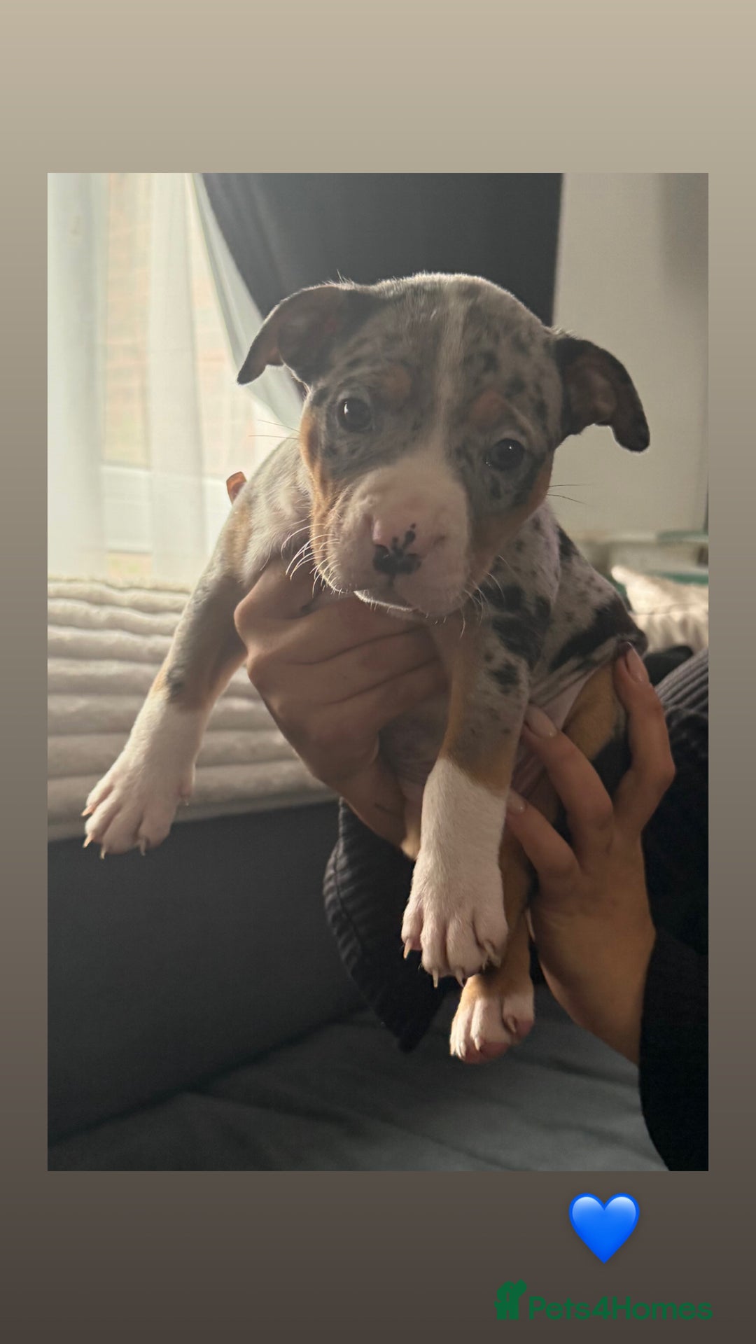 American Bully dogs for sale: 3 furbabies left ! ABKC Classic American Bullys - Advert 3