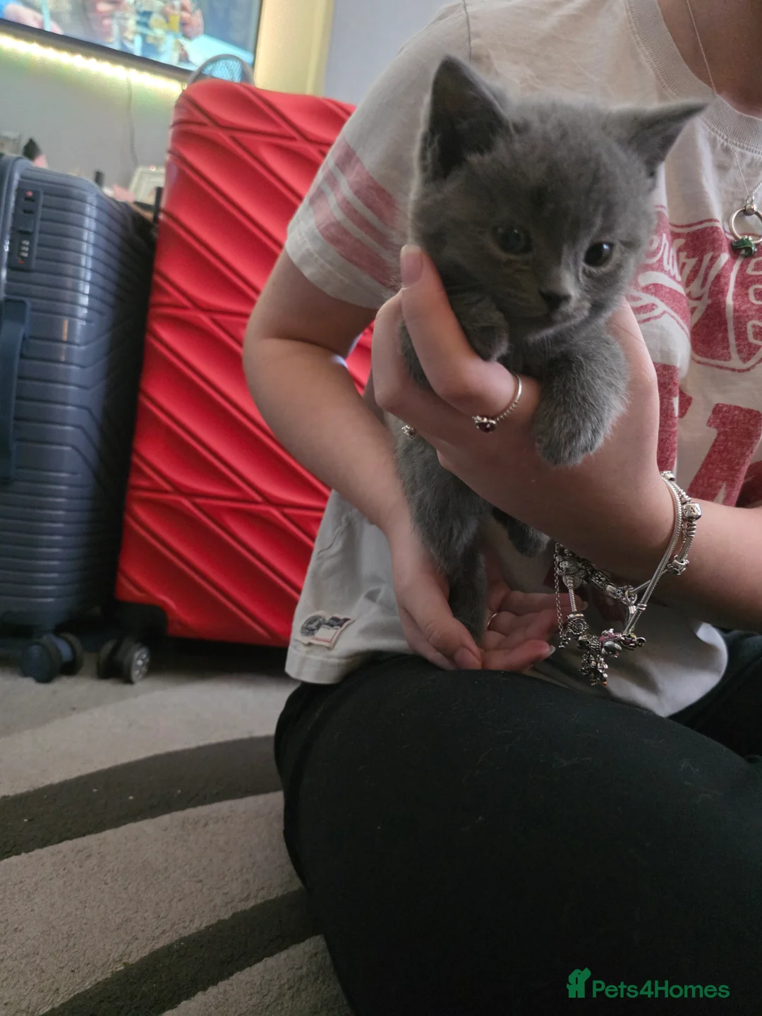 British Shorthair cats for sale: BSH cross 4 female 3 male pure grey ready now - Advert 2