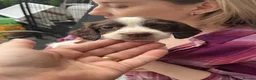 English Springer Spaniel dogs for sale: Springer spaniel pups - Advert 4