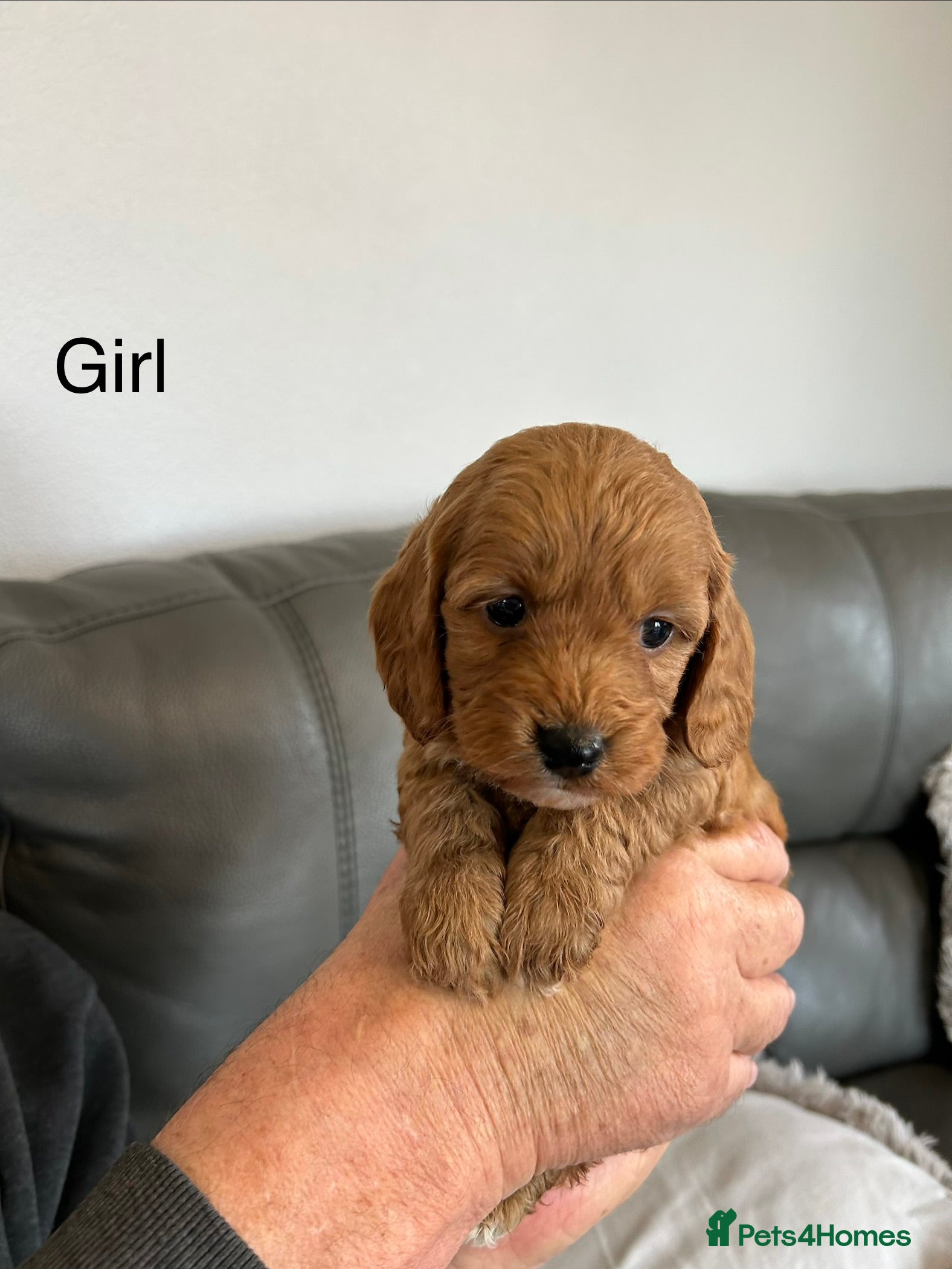 Cockapoo dogs F1 fox red and apricot DNA clear cockapoo puppies  - Advert 4