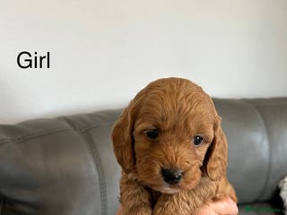 Cockapoo dogs F1 fox red and apricot DNA clear cockapoo puppies - Advert 4
