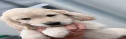 Mixed Breed dogs for sale: Cocker spaniel x golden retriever - Advert 6
