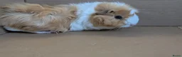 Guinea Pig rodents for sale: 2 female guinea pigs - Advert 8