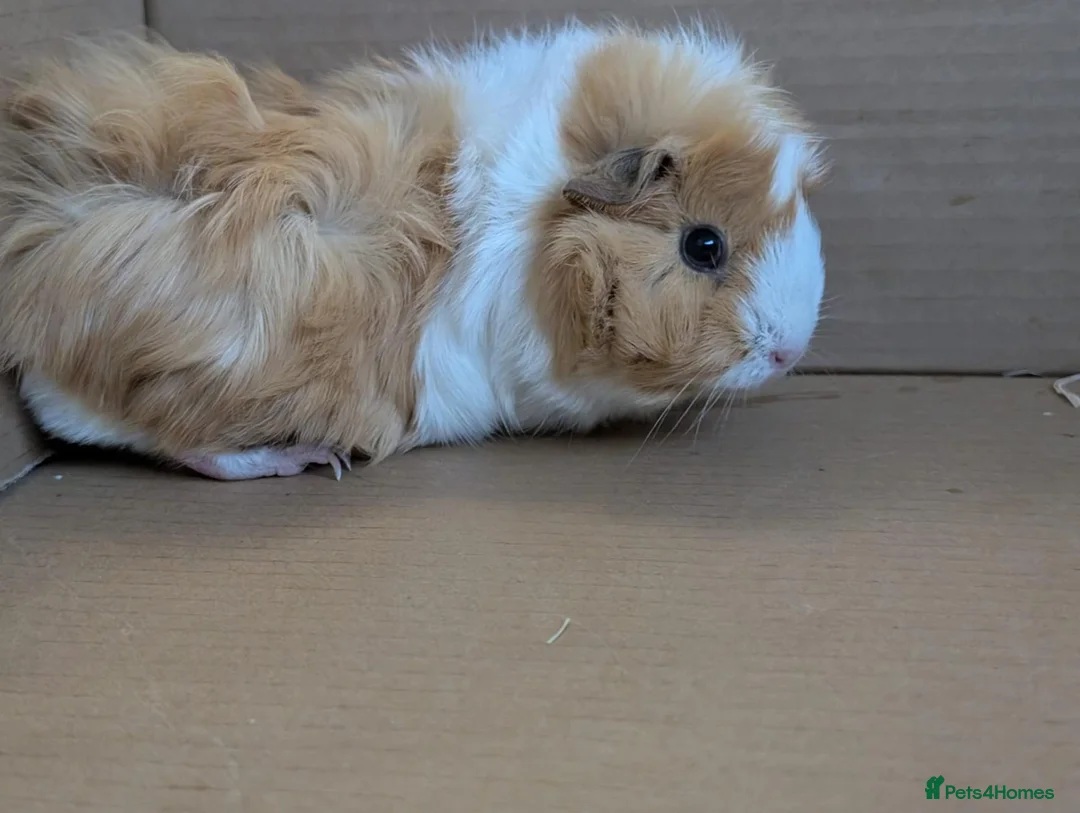 Guinea Pig rodents for sale: 2 female guinea pigs - Advert 8