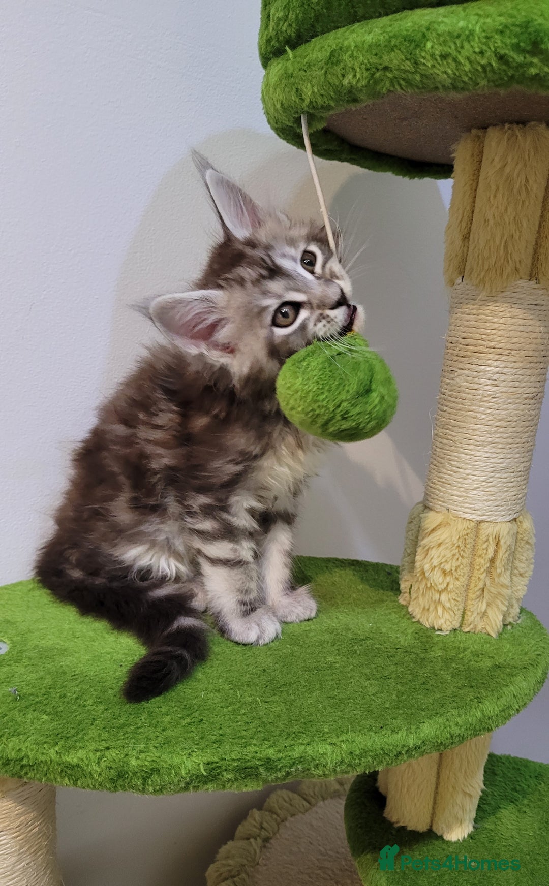 Maine Coon cats for sale: Tica registered Maine coon kittens  - Advert 4