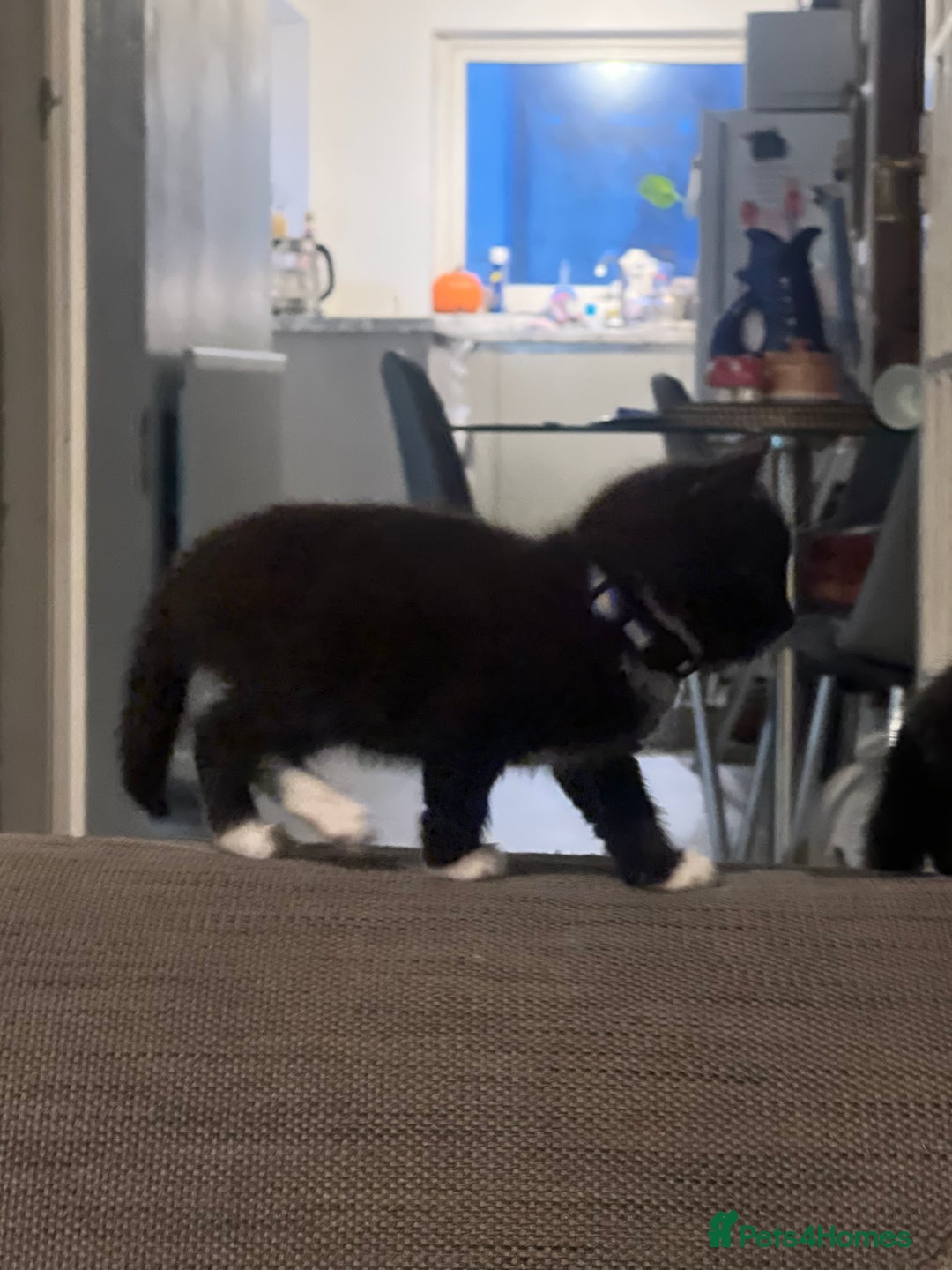 Mixed Breed cats for sale: Kittens Looking for Forever Home  - Advert 3