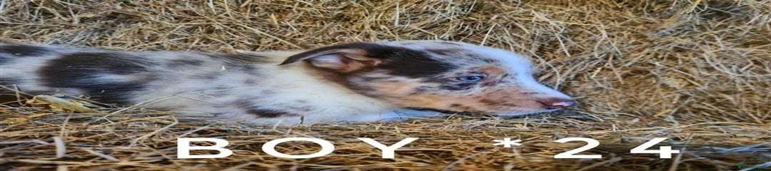 Boy 24