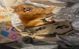 Pomeranian dogs for sale: Beautiful Pomerian Puppy’s  - Image 11