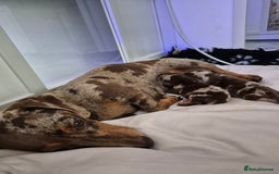 Miniature Dachshund dogs for sale: Miniature Daschund, chocolate & tan dapple smooth - Image 4