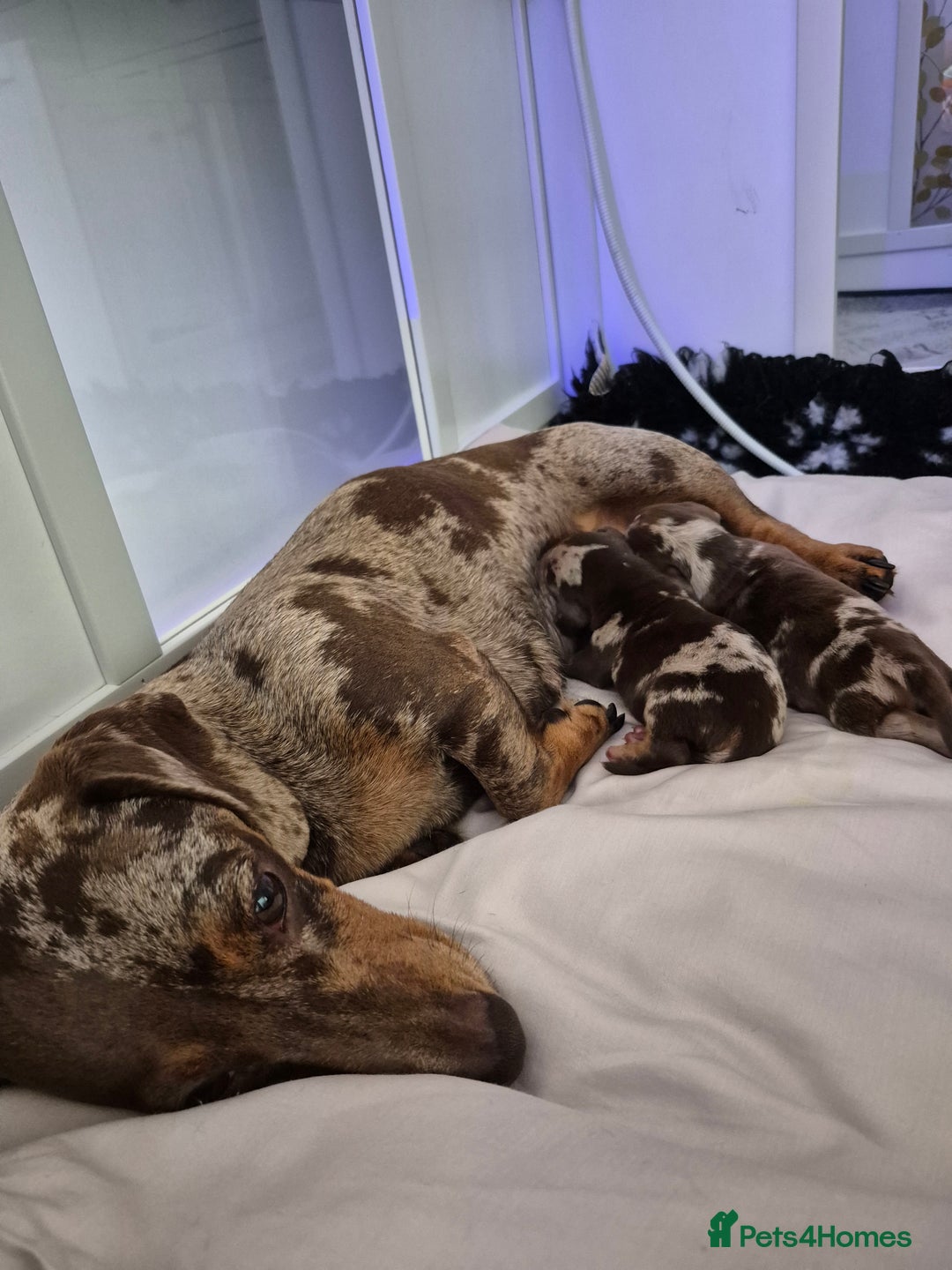 Miniature Dachshund dogs for sale: Miniature Daschund, chocolate & tan dapple smooth - Image 4