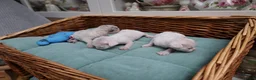 Devon Rex cats for sale: Pedigree Devon Rex Kittens - Advert 3