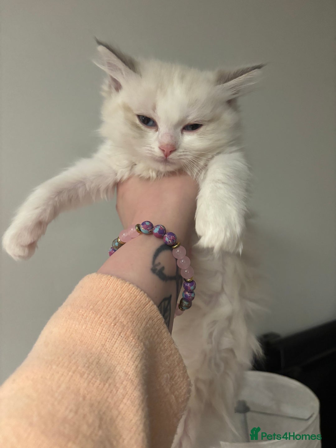 Ragdoll cats for sale: Gorgeous Ragdoll Kittens- Last girl left - Advert 5