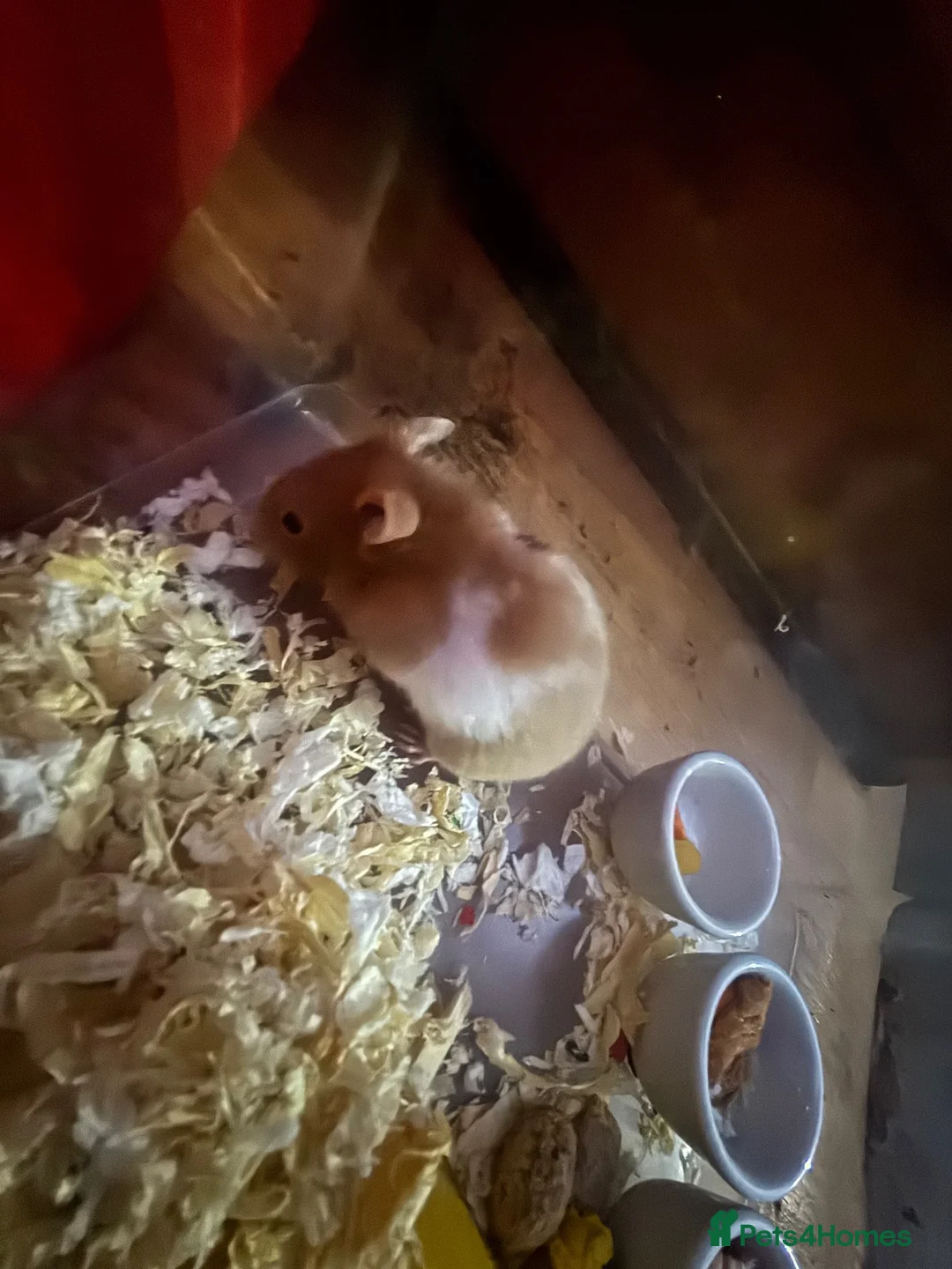 Hamster rodents for sale: hamster / hamster food and cage for sale  in Salford - Advert 2