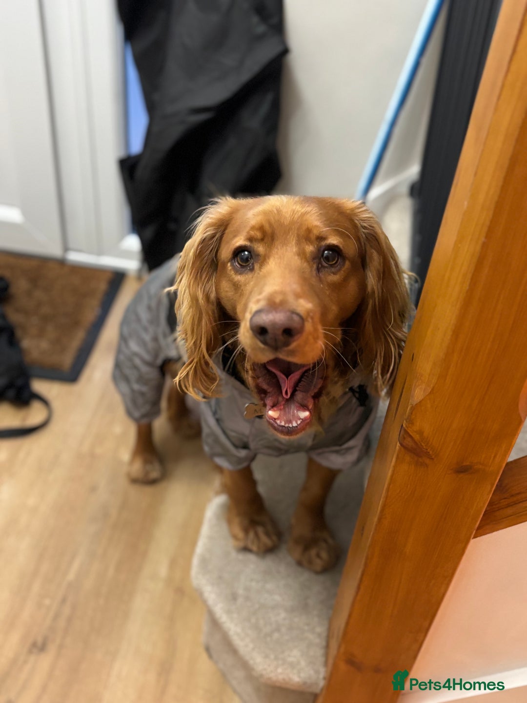 Cocker Spaniel dogs for sale: Cocker spaniel Male 1 year old  - Advert 7