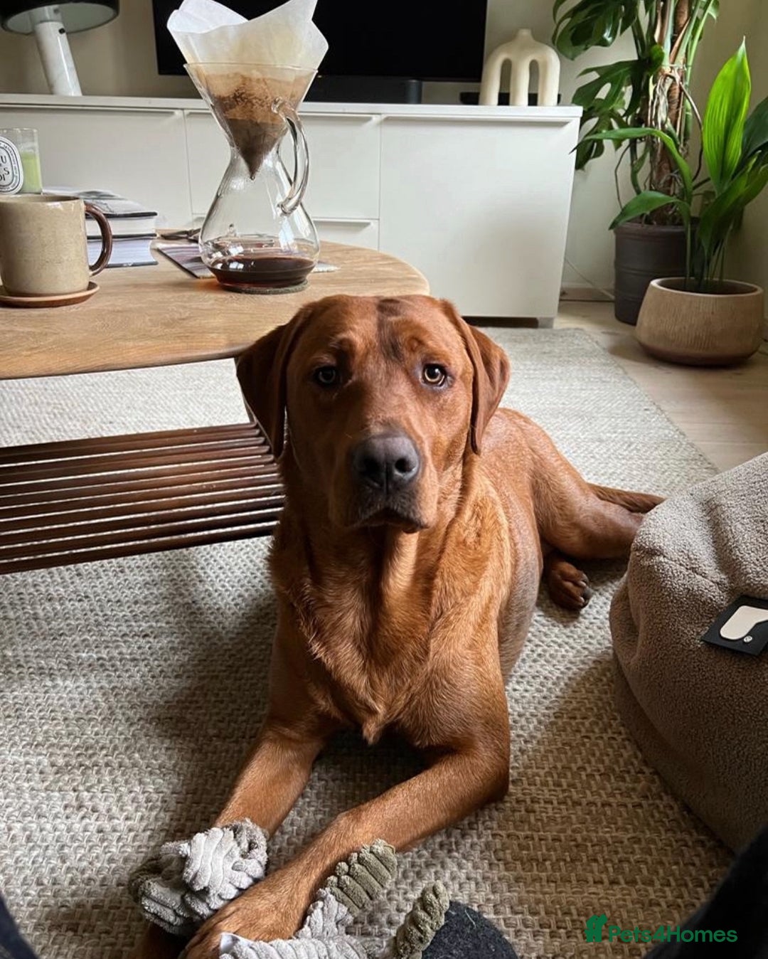 Labrador Retriever dogs for sale: KC Reg Fox Red/Yellow Labrador Pups Health Tested  - Advert 15