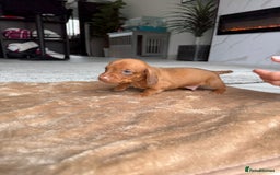 Miniature Dachshund dogs for sale: Miniature daschunds - Image 11