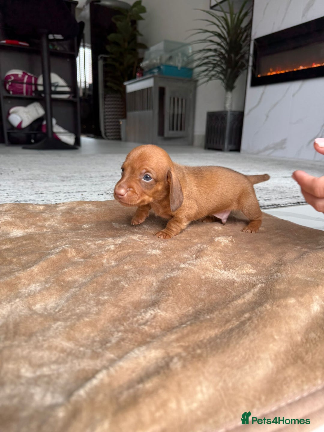 Miniature Dachshund dogs for sale: Miniature daschunds - Image 11