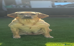 Labrador Retriever dogs for sale: Exceptional KC FTCH Working Labrador Pups - Image 3