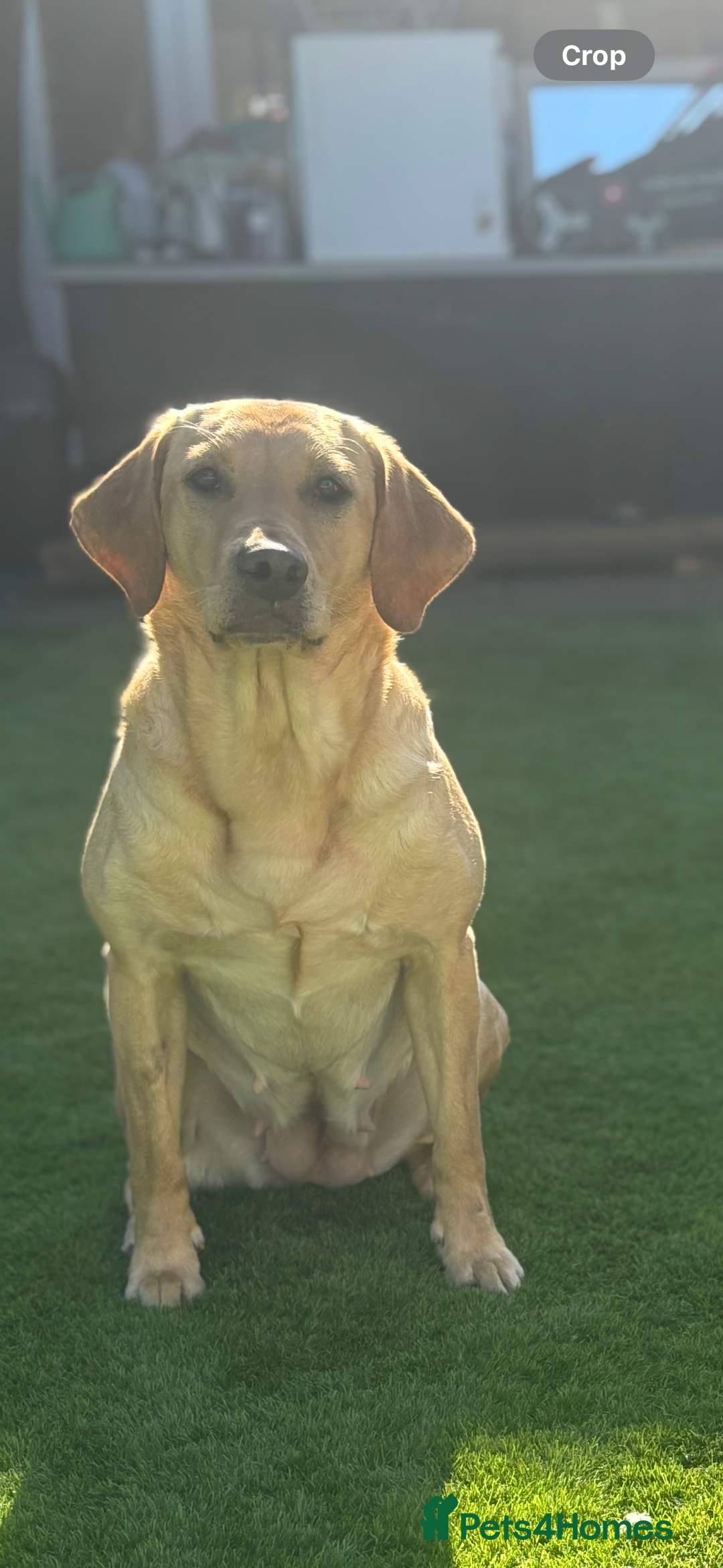 Labrador Retriever dogs for sale: Exceptional KC FTCH Working Labrador Pups - Image 3