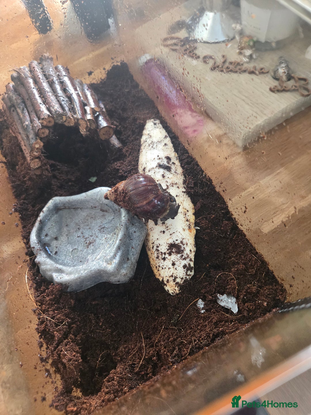 Snails invertebrates for sale: Afican land snail  - Image 1