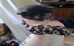 Mixed Breed cats for sale: 3 8 week old kittens for sale. - Image 5