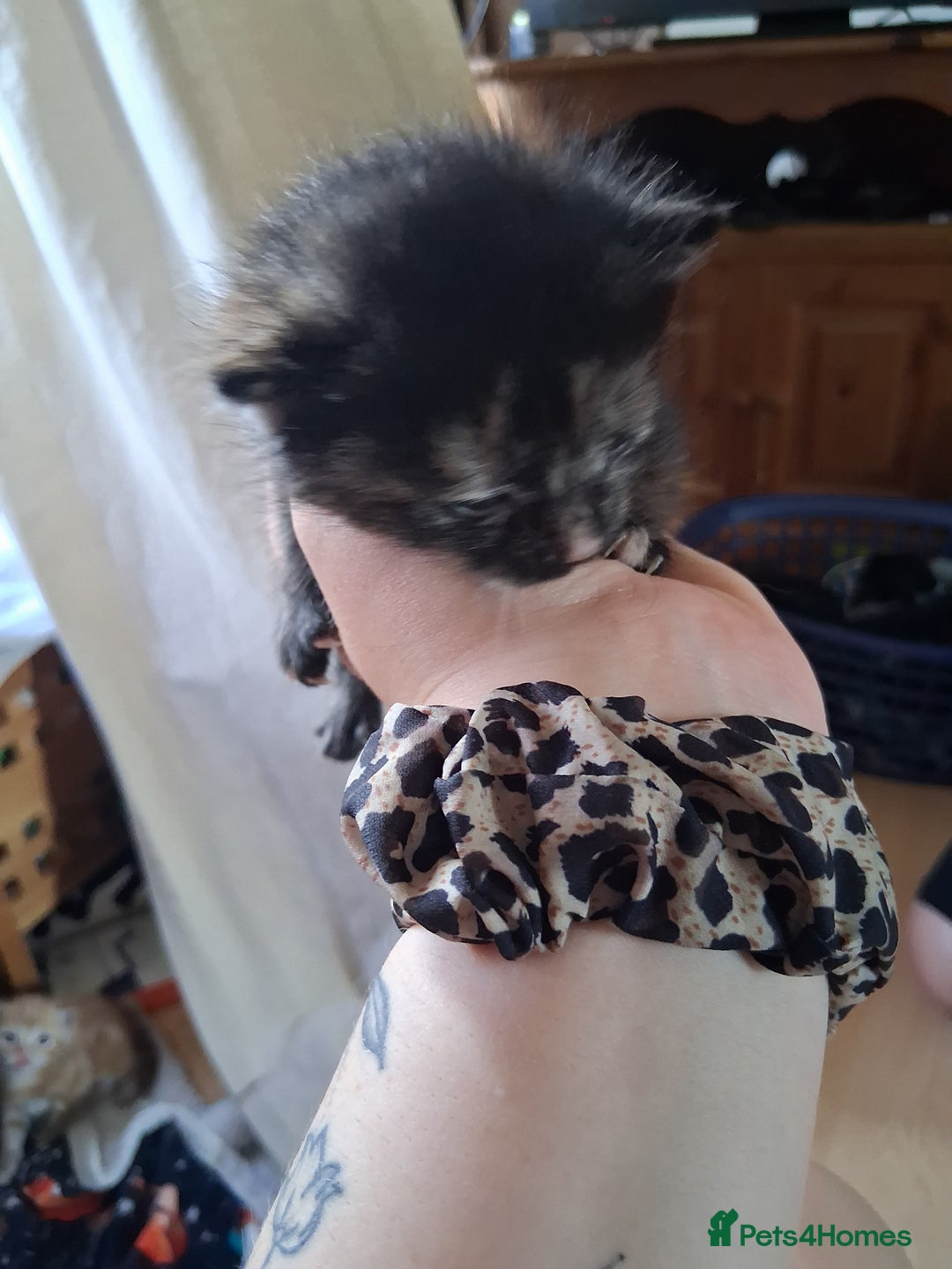 Mixed Breed cats for sale: 3 8 week old kittens for sale. - Image 5