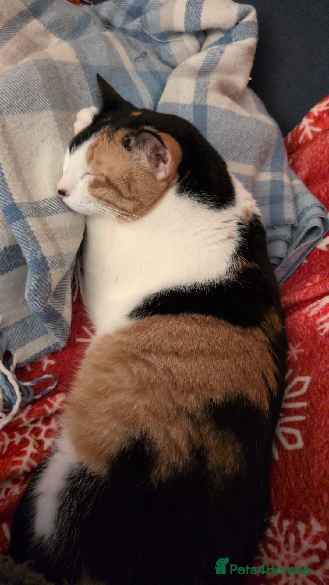 Arabian Mau cats for adoption: Female Rescue Cat for Adoption - Advert 7