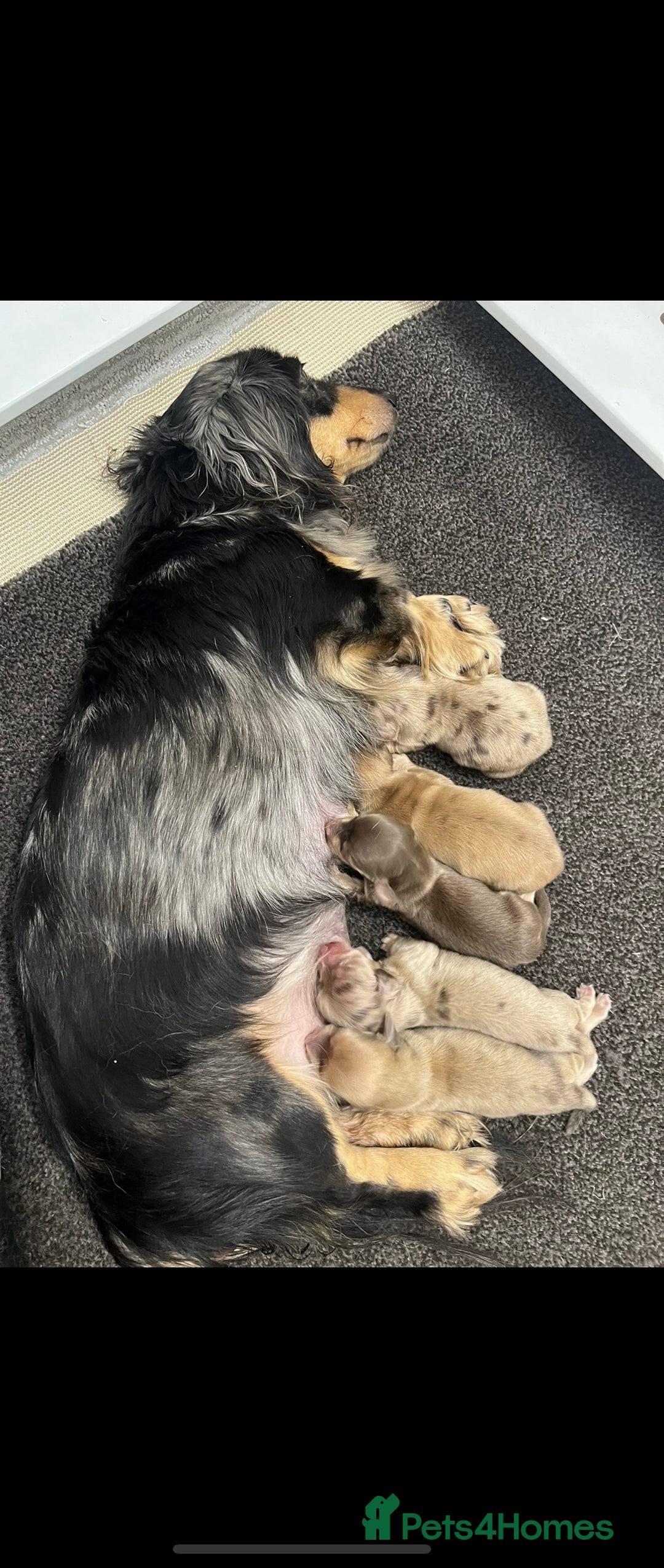 Miniature Dachshund dogs for sale:  KC REGISTERED MINIATURE LONGHAIRED DACHSHUND  - Image 9